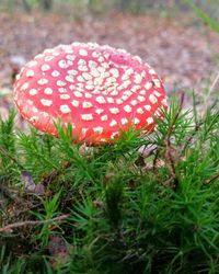 Close-up of fly agaric mushroom on field