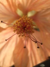 Close-up of flowers