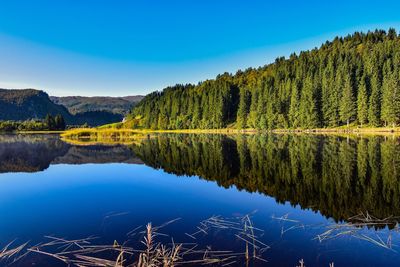 Scenic view of lake by trees against blue sky