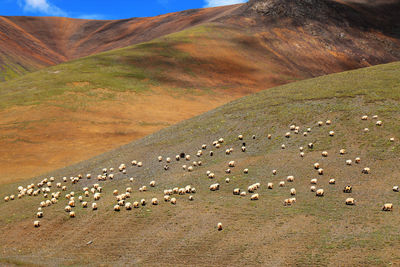 Flock of sheep grazing on mountain