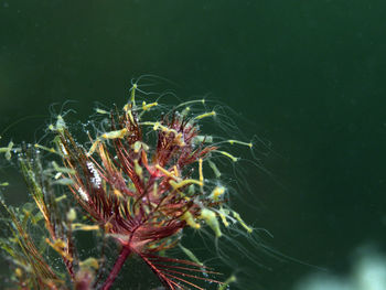 Close-up of flowering plant