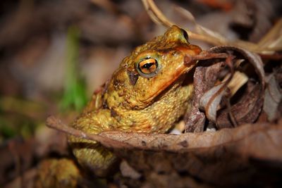 Close-up of lizard