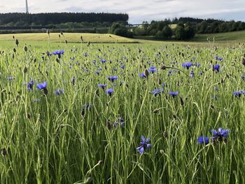 Purple flowering plants on field