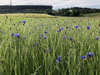 Purple flowering plants on field