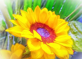 Close-up of yellow flower blooming outdoors