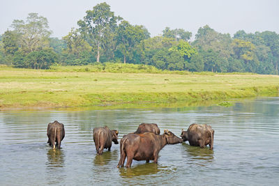 Horses in a lake