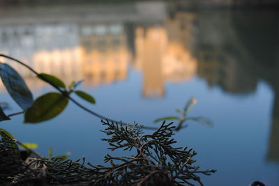 Close-up of plant against lake