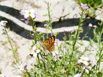 Close-up of butterfly pollinating on flower