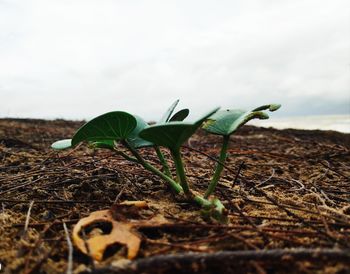 Close-up of plant on field against sky