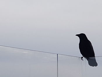 Low angle view of bird perching on cable against sky