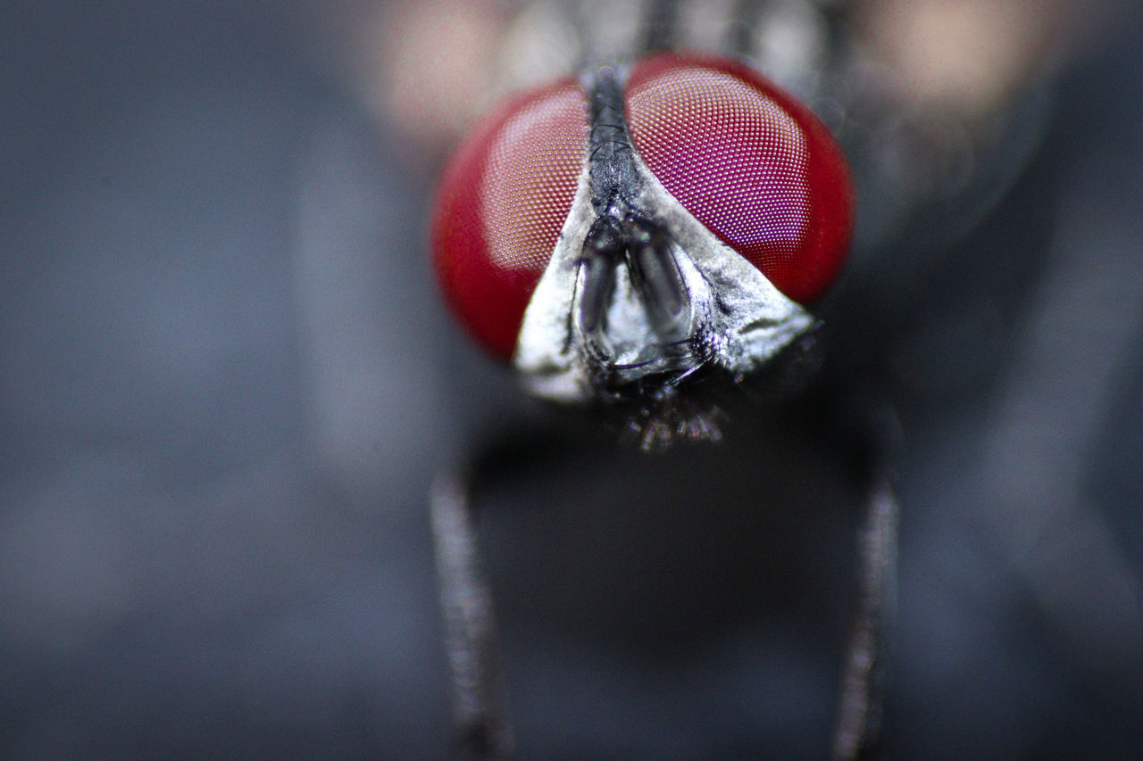 macro photography, close-up, red, no people, animal, insect, animal themes, focus on foreground, one animal, animal body part, selective focus, flower, animal wildlife