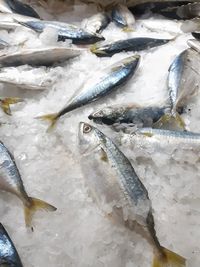 Fresh mackerel is placed on ice and placed on shelves selling fresh food, fish shops.