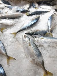 High angle view of fish for sale in market