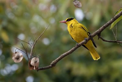 Close-up of bird perching on branch