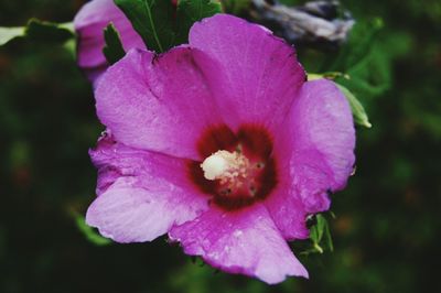 Close-up of pink flower growing outdoors