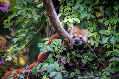 Red panda on tree