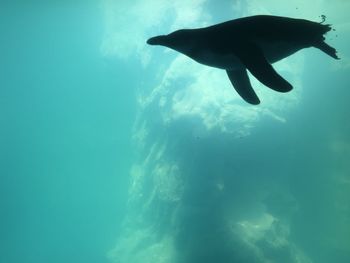 Jellyfish swimming in water