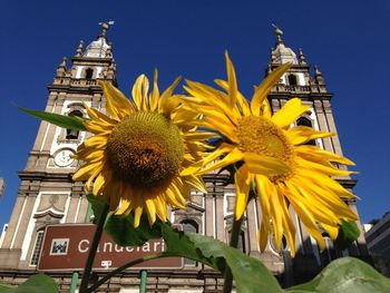 Low angle view of flowers