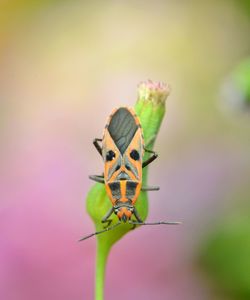 Close-up of insect pollinating on flower