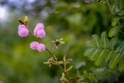 Close-up of pink flowering plant