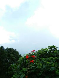 Low angle view of red flowers blooming against sky