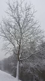 Bare tree on snow covered landscape