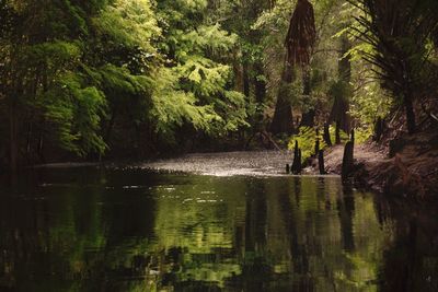 Scenic view of lake in forest