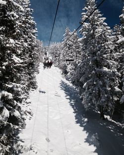 Low angle view of ski lift amidst trees on snow covered mountain