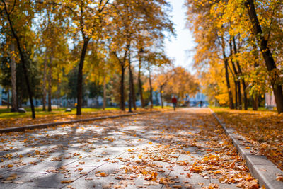 Road amidst trees during autumn