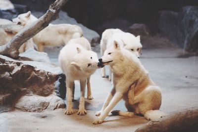 Wolves at zoo