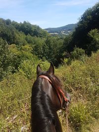 View of a horse on land