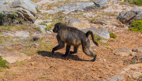 Monkey sitting on rock