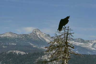 Low angle view of bird perching on mountain against sky