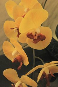 Close-up of flowers blooming outdoors