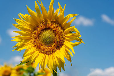 Close-up of sunflower