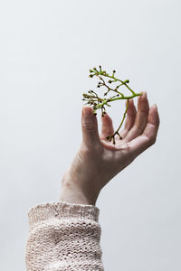 Close-up of hand holding twig against white background