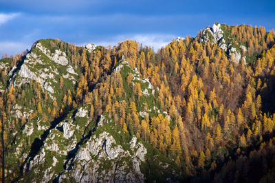 Panoramic view of trees and mountains against sky in autumn