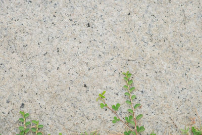 Close-up of plant against wall