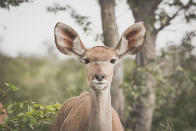 Close-up portrait of antelope against trees
