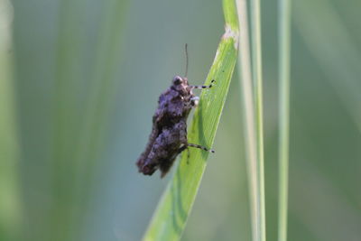Close-up of insect on plant