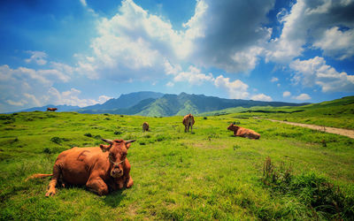 Cows on field against sky