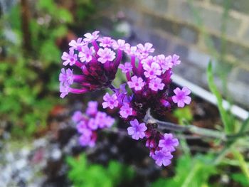 Close-up of purple flowers