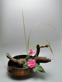 Close-up of pink flower pot against white background