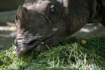 Close-up of rhinoceros eating grass