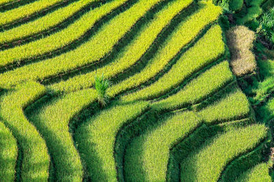 Rice fields on terraced in rainny season at mu cang chai, yen bai, vietnam.