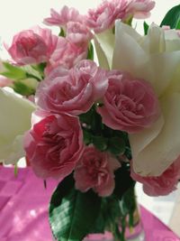 Close-up of pink roses