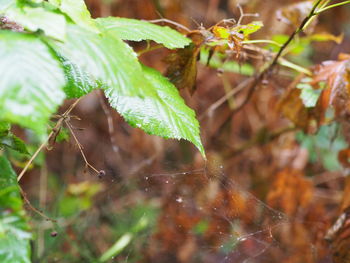 Close-up of wet spider web on plant