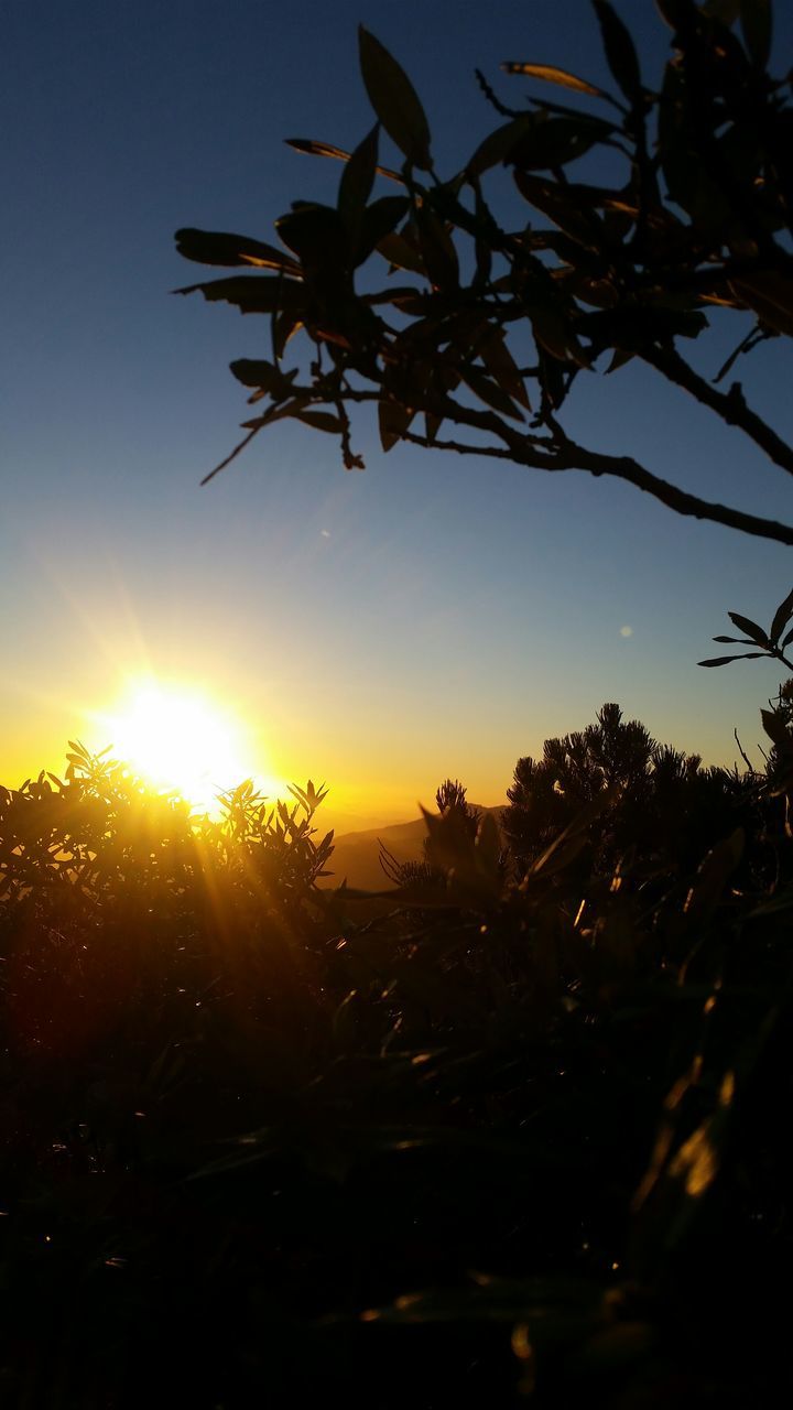 sun, sunset, sunlight, silhouette, tree, nature, beauty in nature, growth, sunbeam, tranquility, sky, clear sky, plant, tranquil scene, scenics, lens flare, orange color, field, leaf, branch