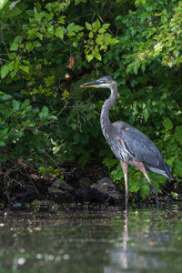 High angle view of gray heron perching on plant by plants