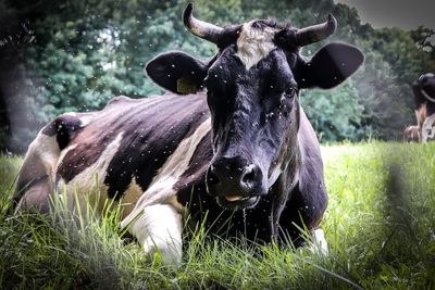 Close-up of cow on field